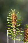 Beach rosemary